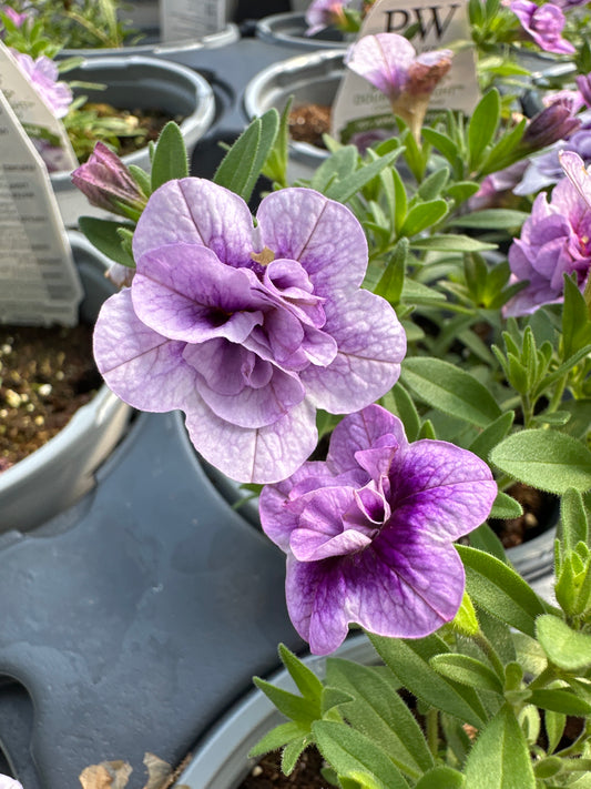 CALIBRACHOA SUPERBELLS DOUBLE TWILIGHT - QUART POT