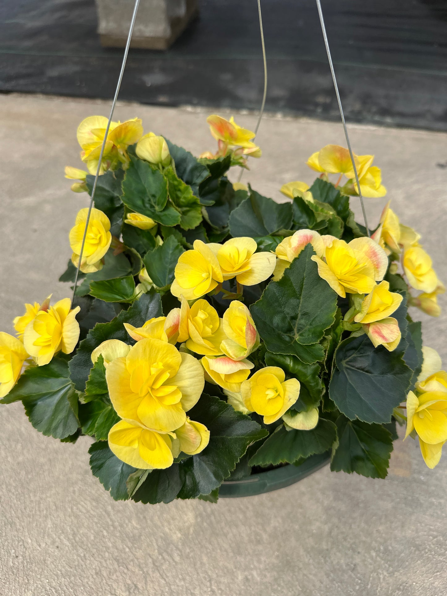 BEGONIA REIGER BLITZ - 10'' HANGING BASKET