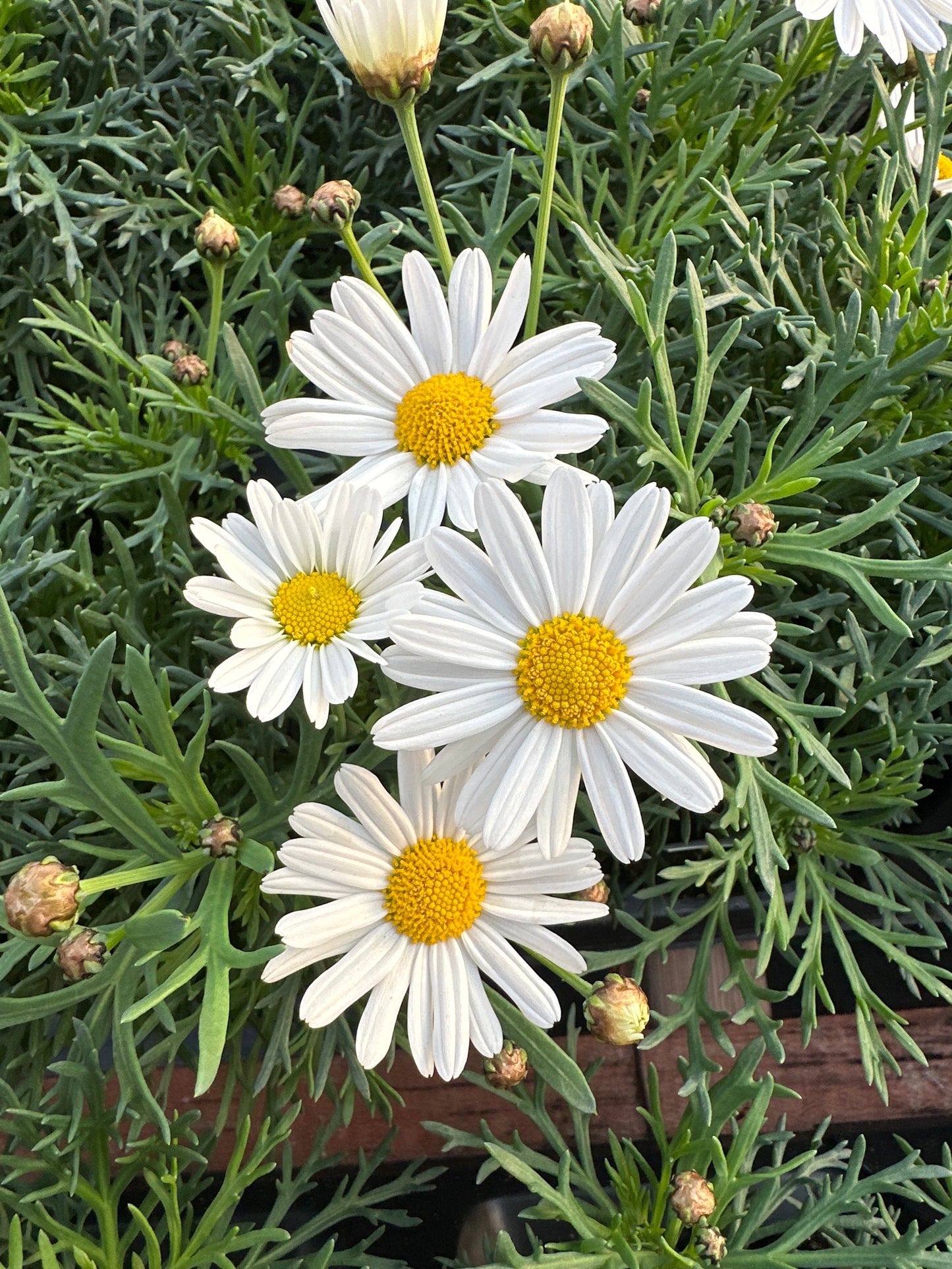 DAISY SASSY WHITE - 4'' POT