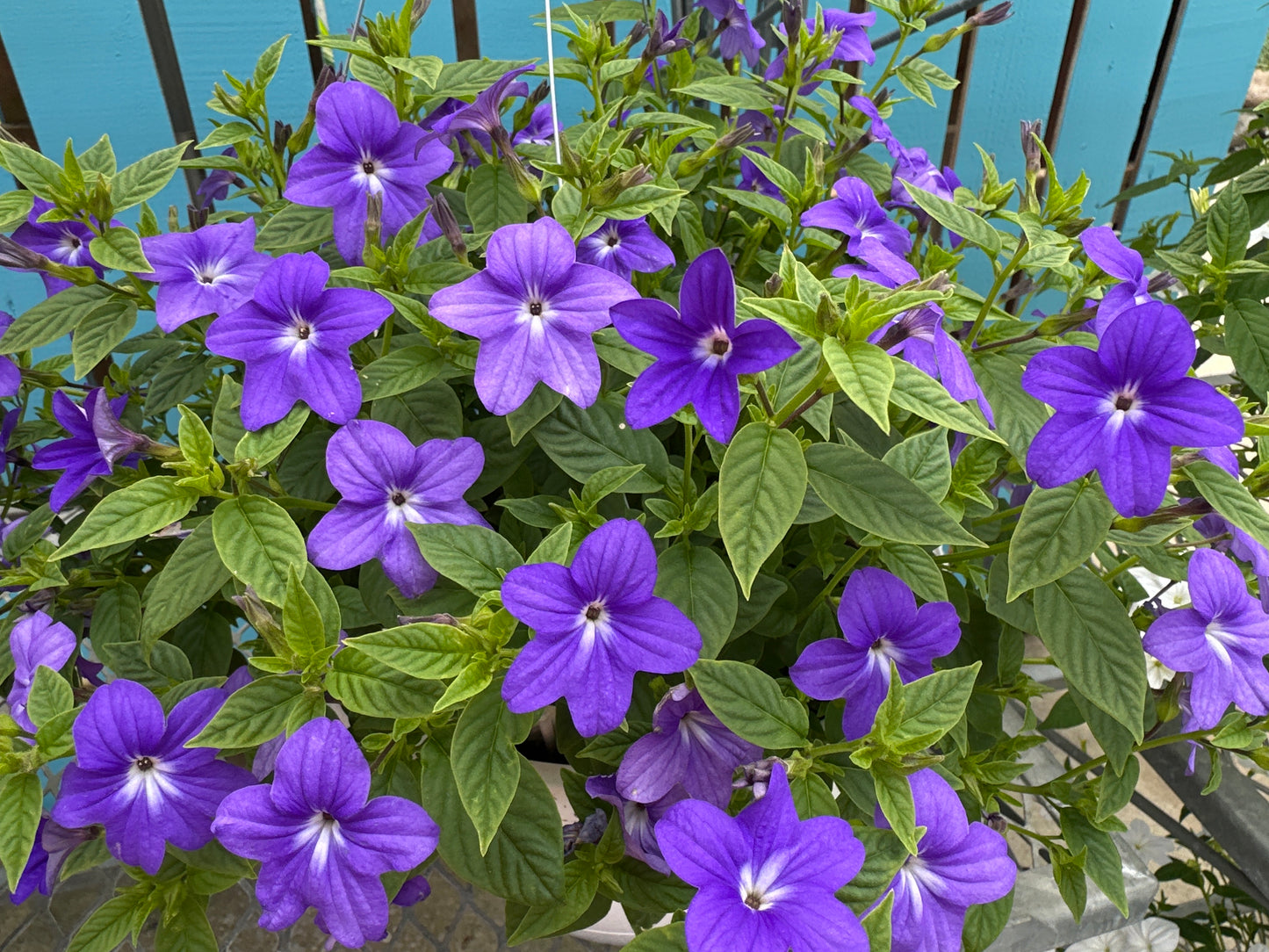 BROWALLIA ENDLESS ILLUMINATION BLUE - 10" HANGING BASKET