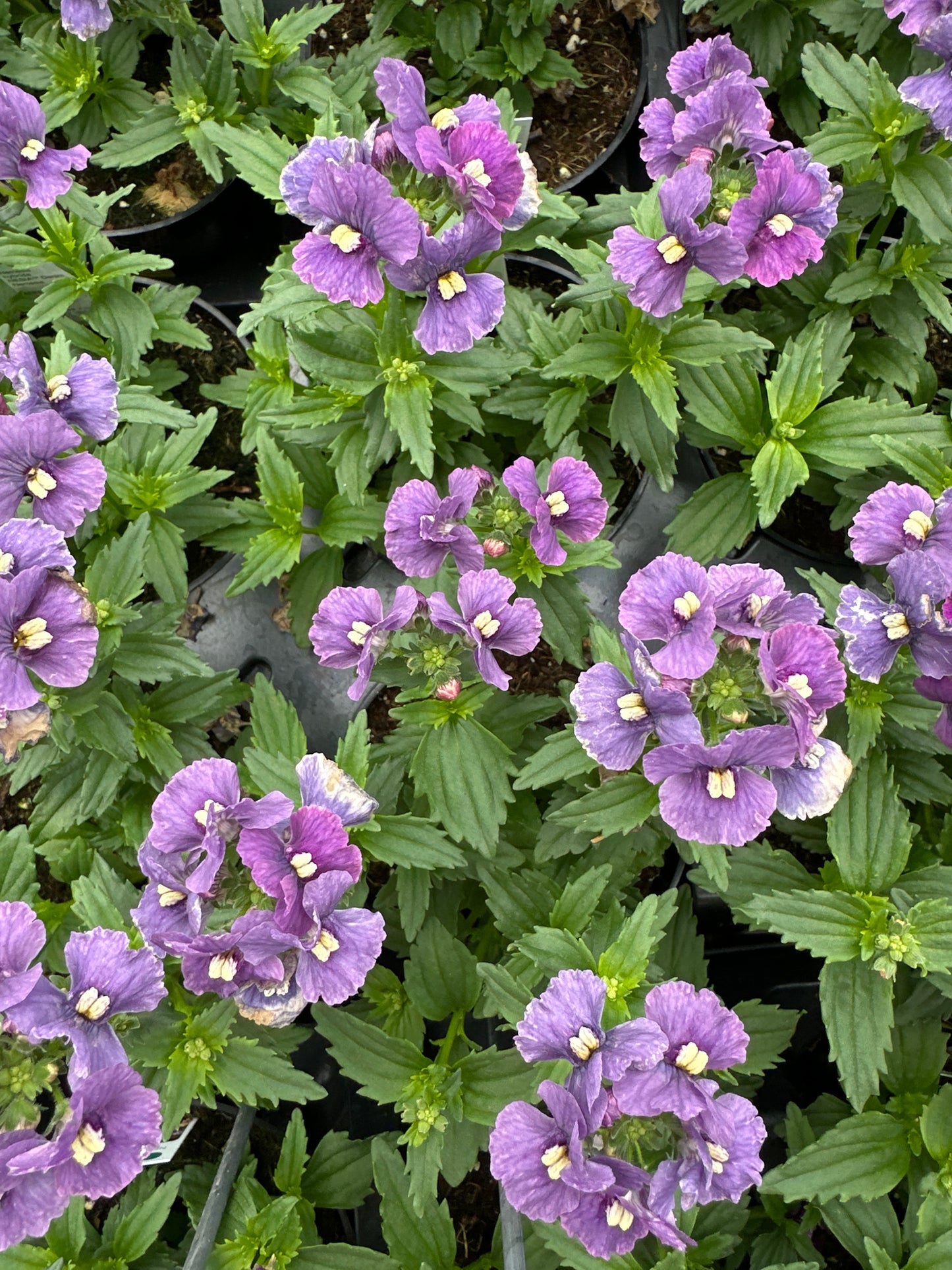 NEMESIA NESIA DENIM - 4" POT