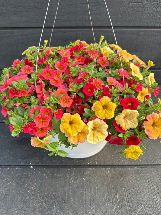 COMBO JOY - 12" HANGING BASKET