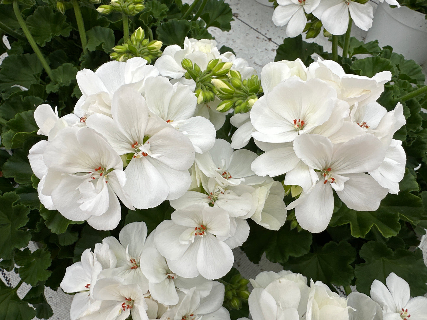 GERANIUM DYNAMO WHITE - 6" POT