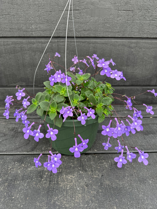STREPTOCARPELLA BLUE CLOUD - 8" HANGING BASKET