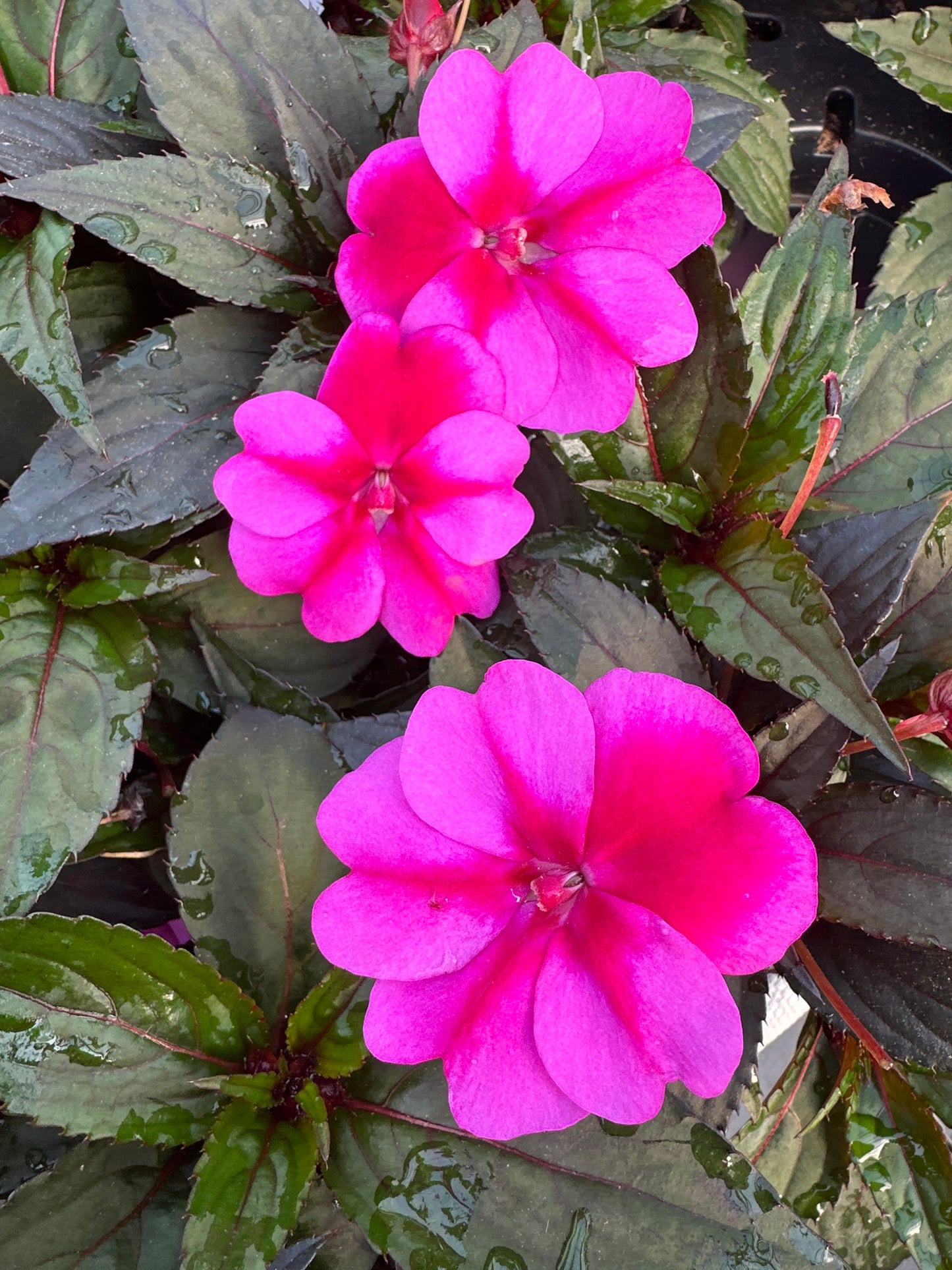 SUNPATIENS COMPACT PURPLE CANDY - 4" POT