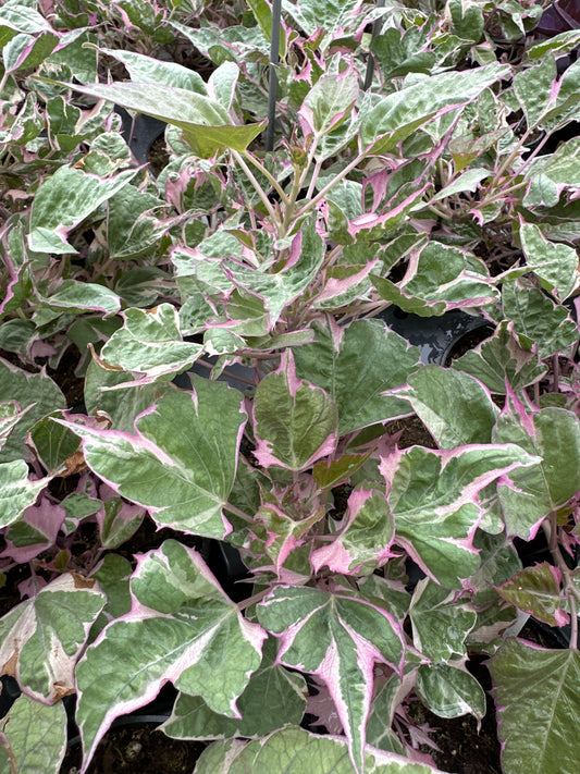 IPOMOEA SWEET POTATO TRI-COLOR - 4" POT