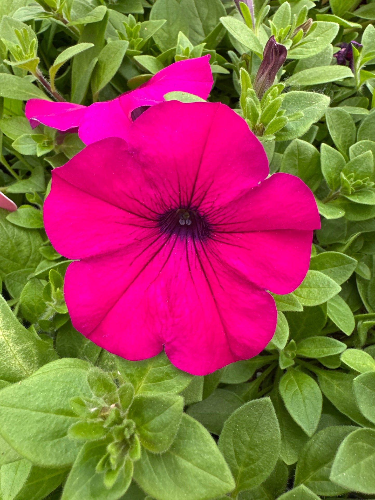 PETUNIA WAVE PURPLE IMPROVED - JUMBO 6 PACK