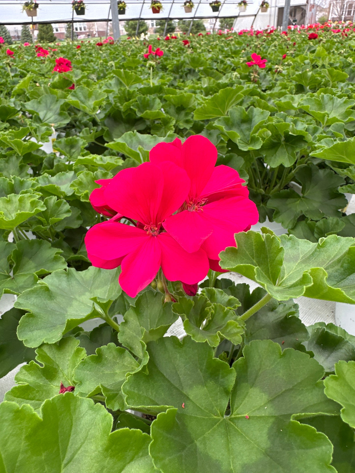GERANIUM CALLIOPE MEDIUM HOT PINK - 6.5" Pot
