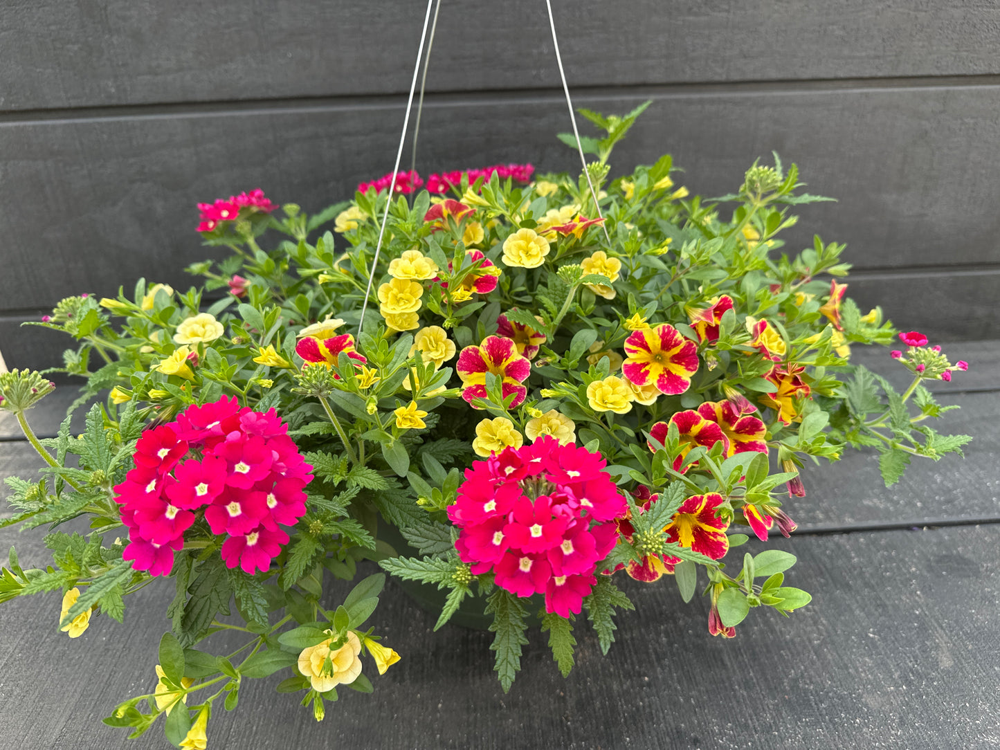 COMBO SWIRLING SHUFFLE - 10'' HANGING BASKET