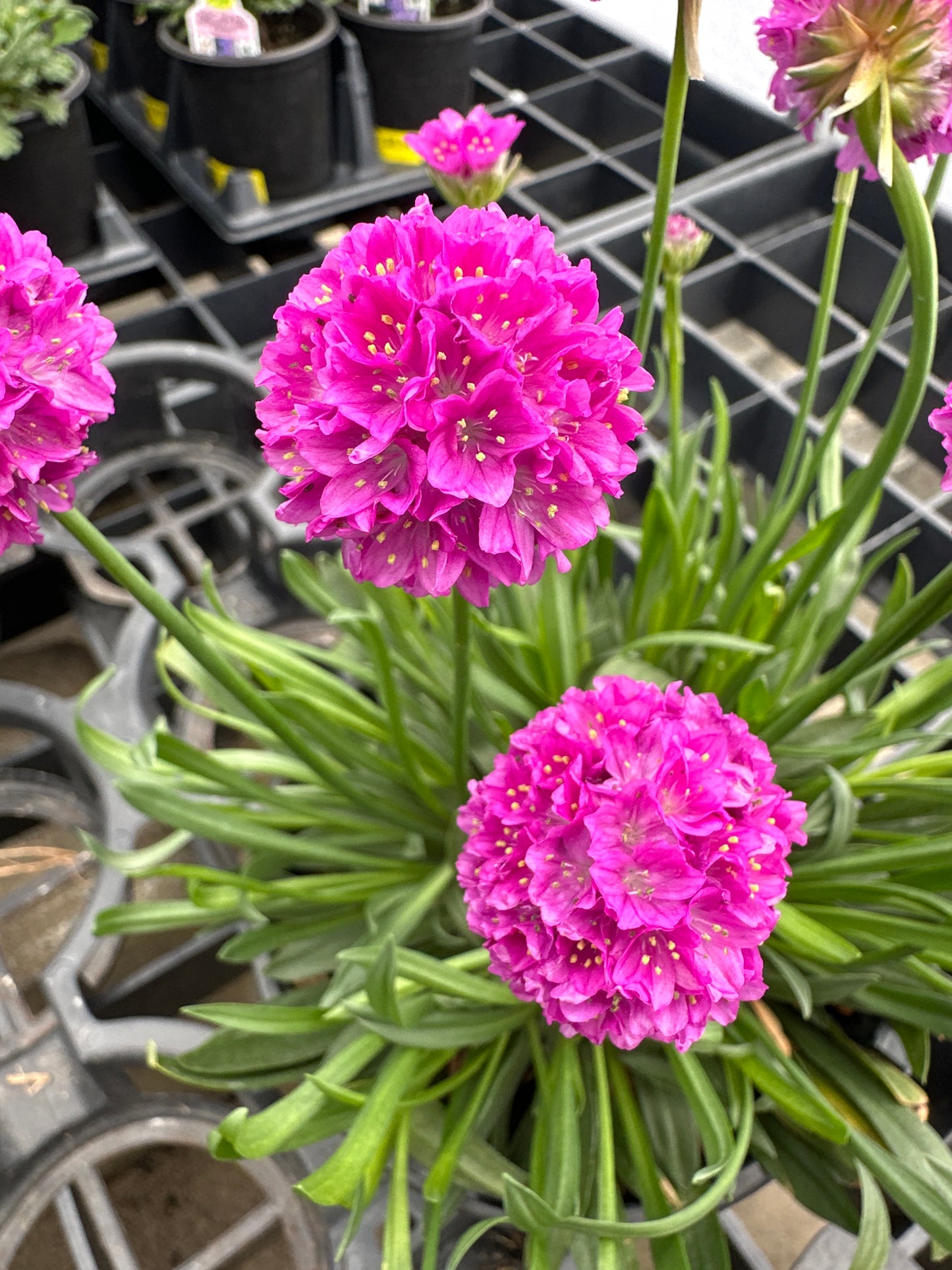Armeria Dreameria™ 'Vivid Dream'