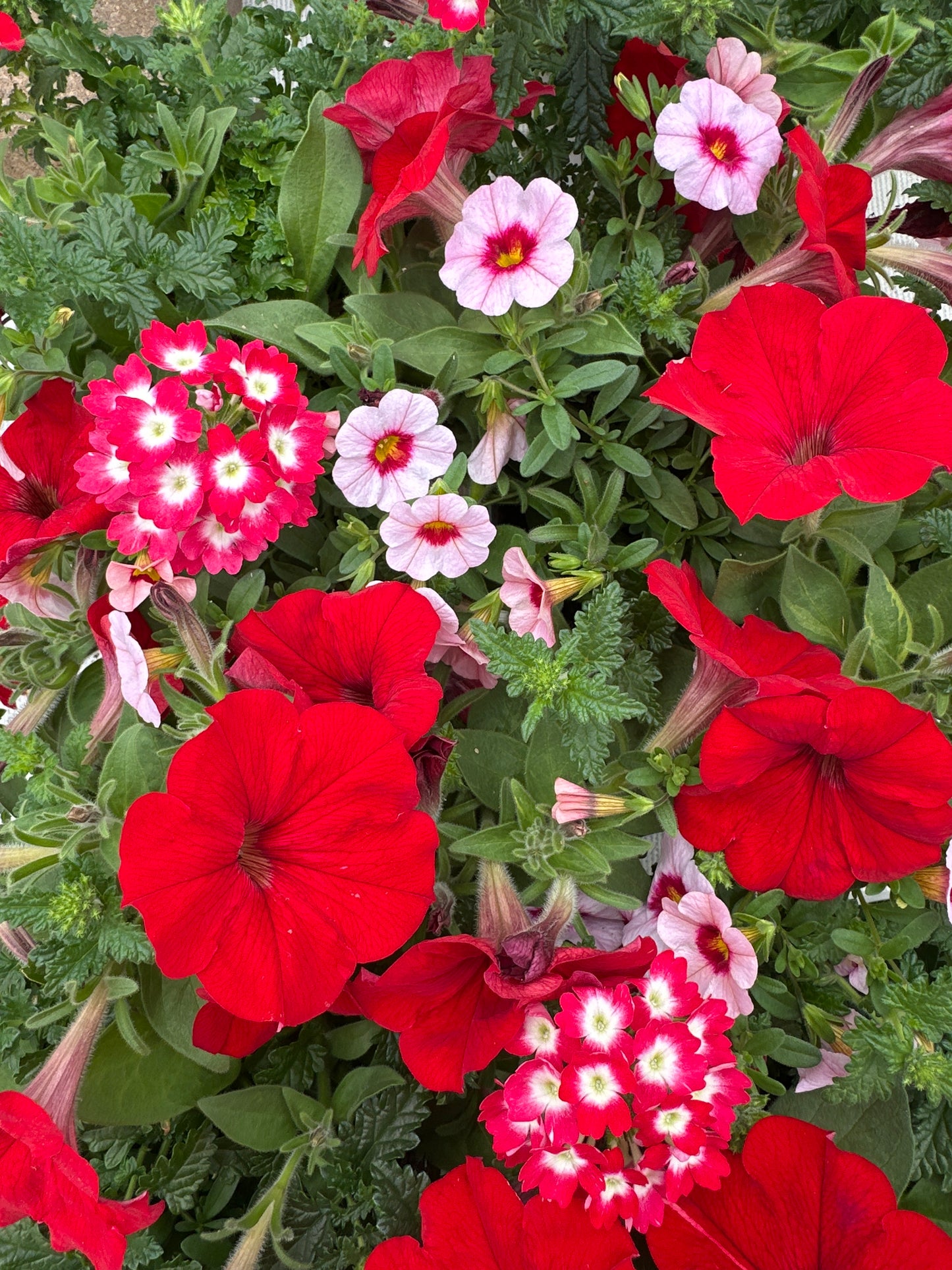 COMBO GEISHA GIRL - 6" POT