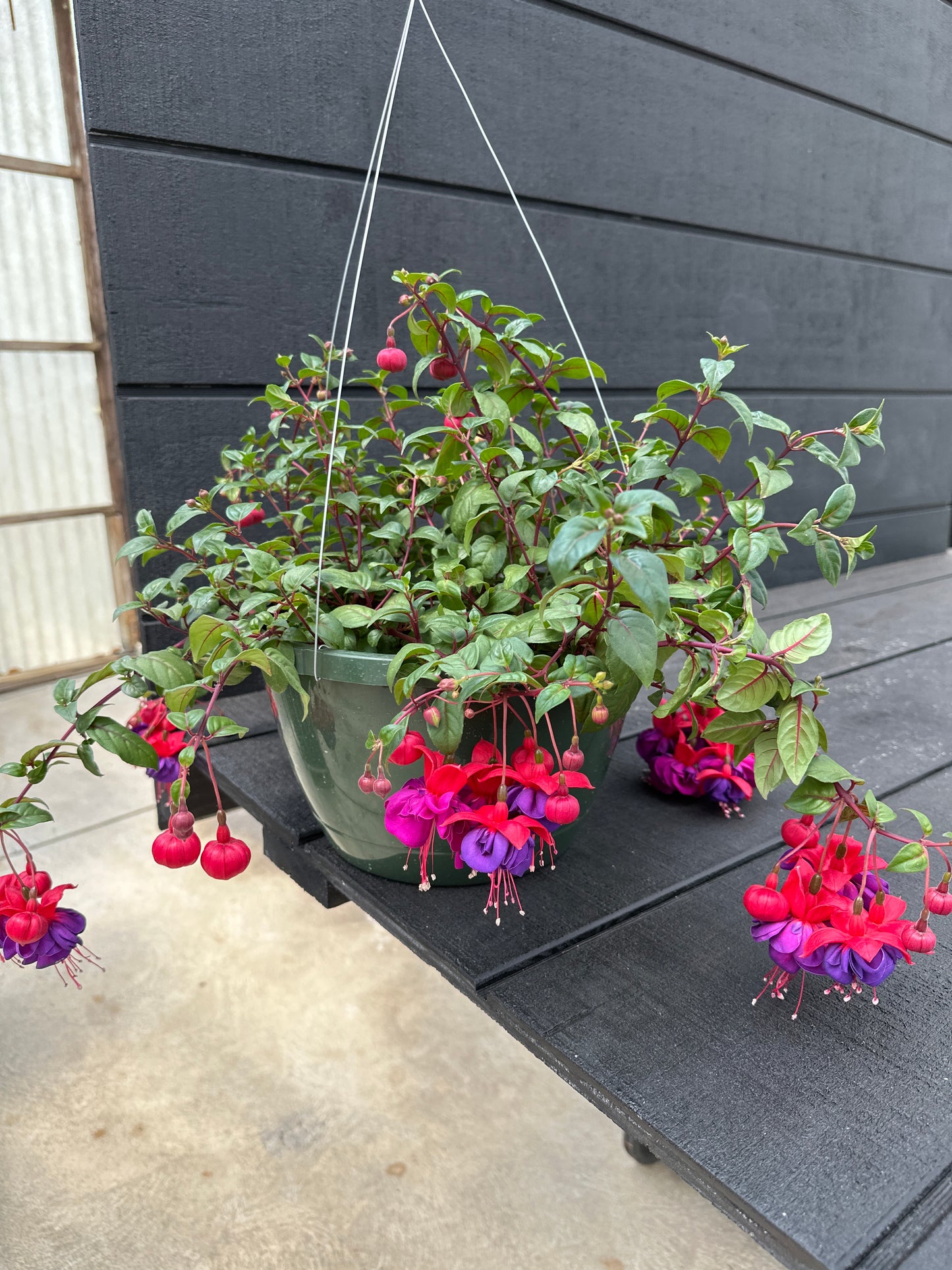 FUCHSIA DARK EYES - 10" HANGING BASKET