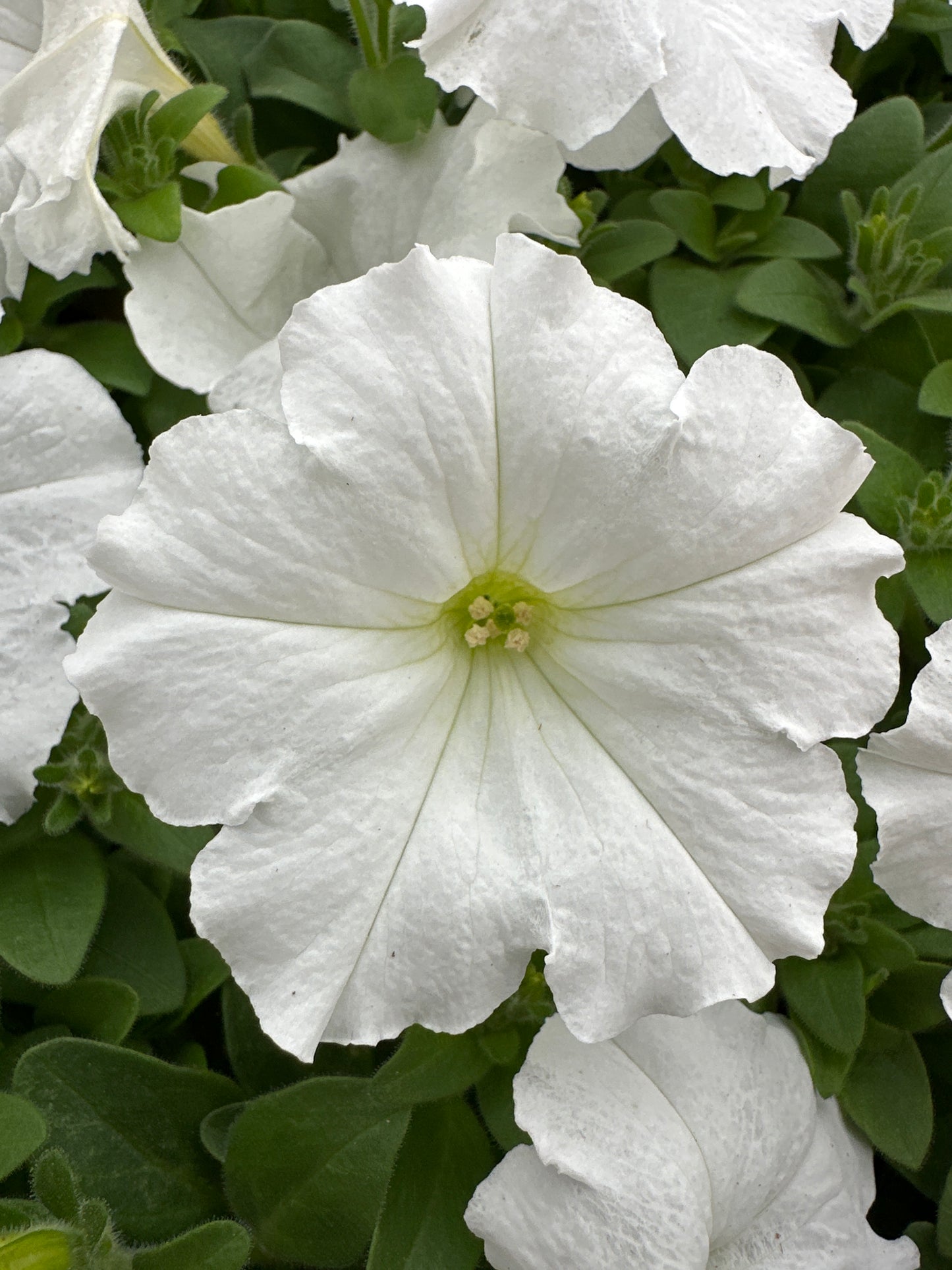 PETUNIA EASY WAVE WHITE - JUMBO 6 PACK