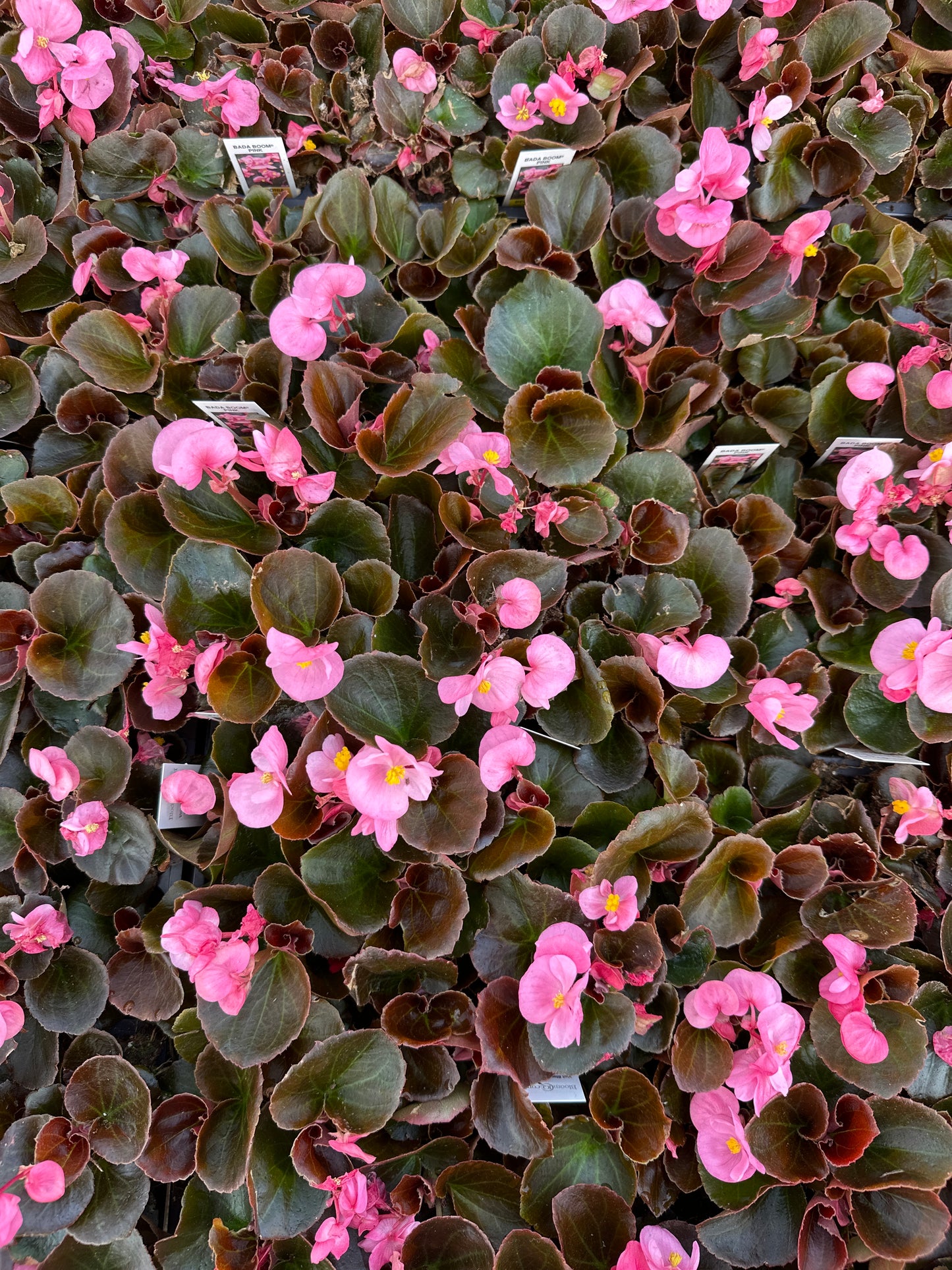 BEGONIA BADA BOOM PINK - FLAT OF 48 PLANTS