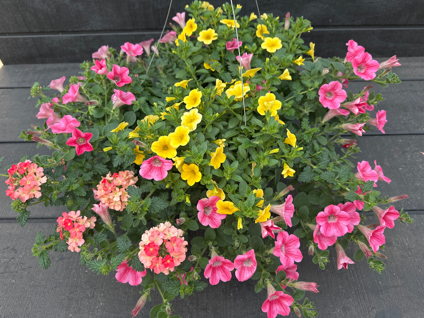 COMBO BEACH BUM - 10'' HANGING BASKET