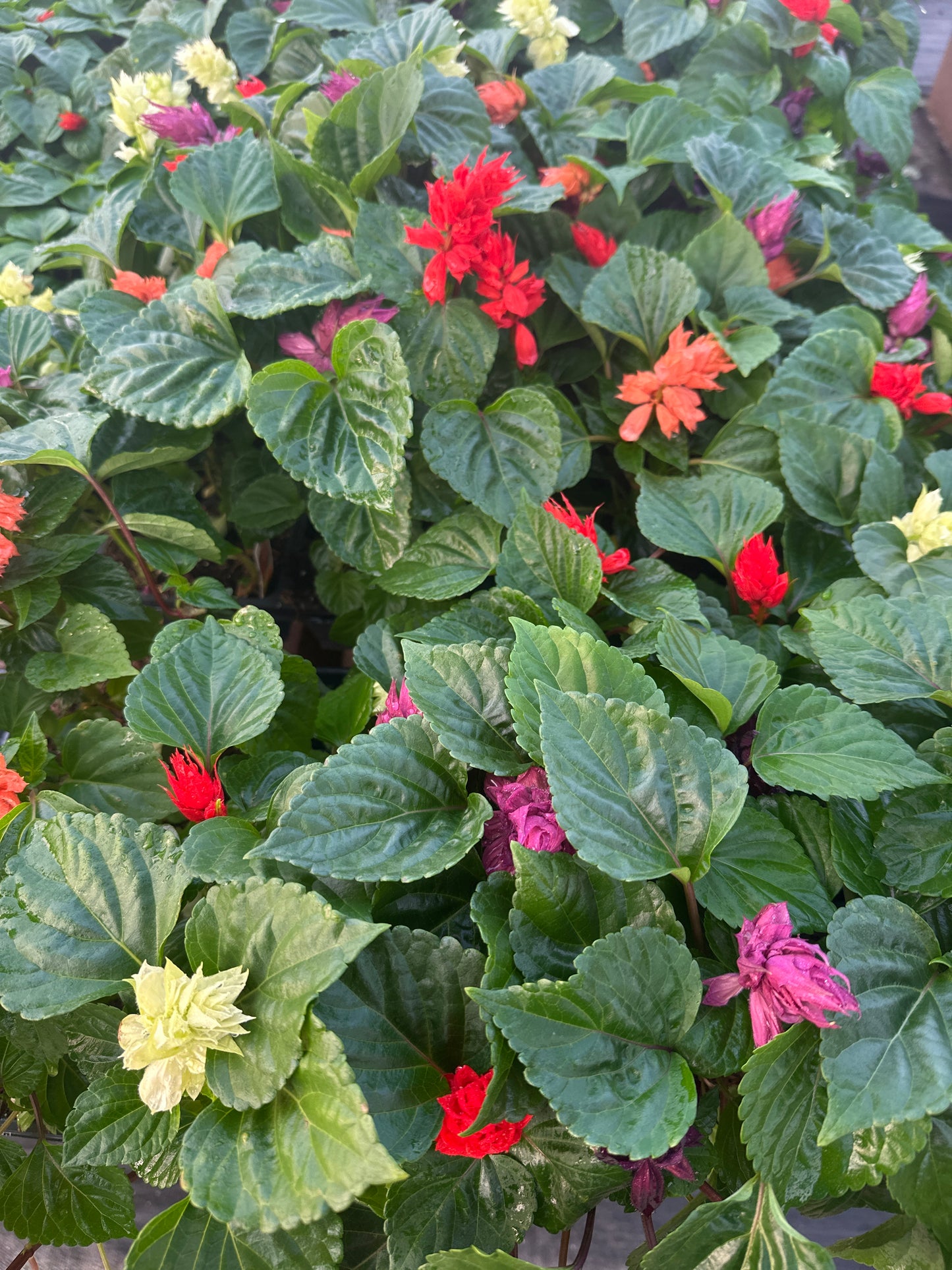 SALVIA VISTA MIX - FLAT OF 48 PLANTS