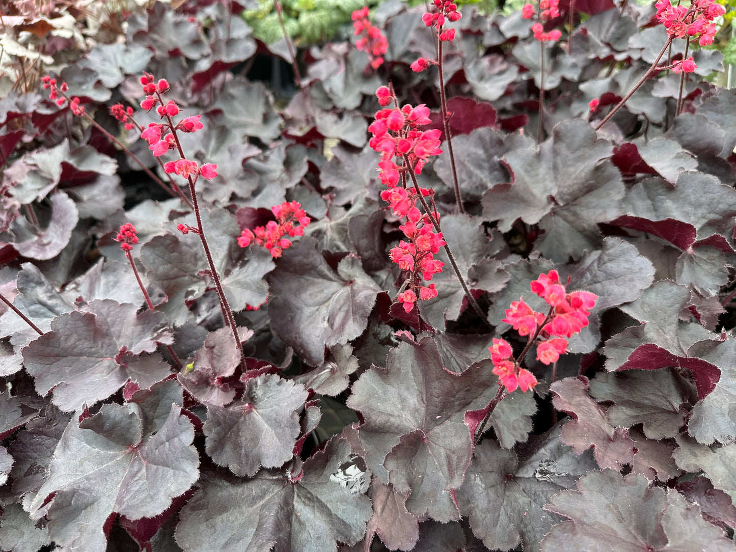 HEUCHERA HYBRIDA BLACK FOREST CAKE - QUART POT