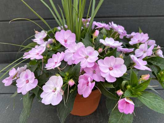 COMBO #8 - 8'' POT