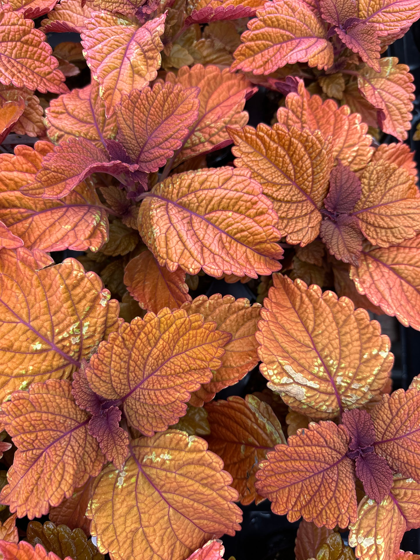 COLEUS INFERNO - 4" POT