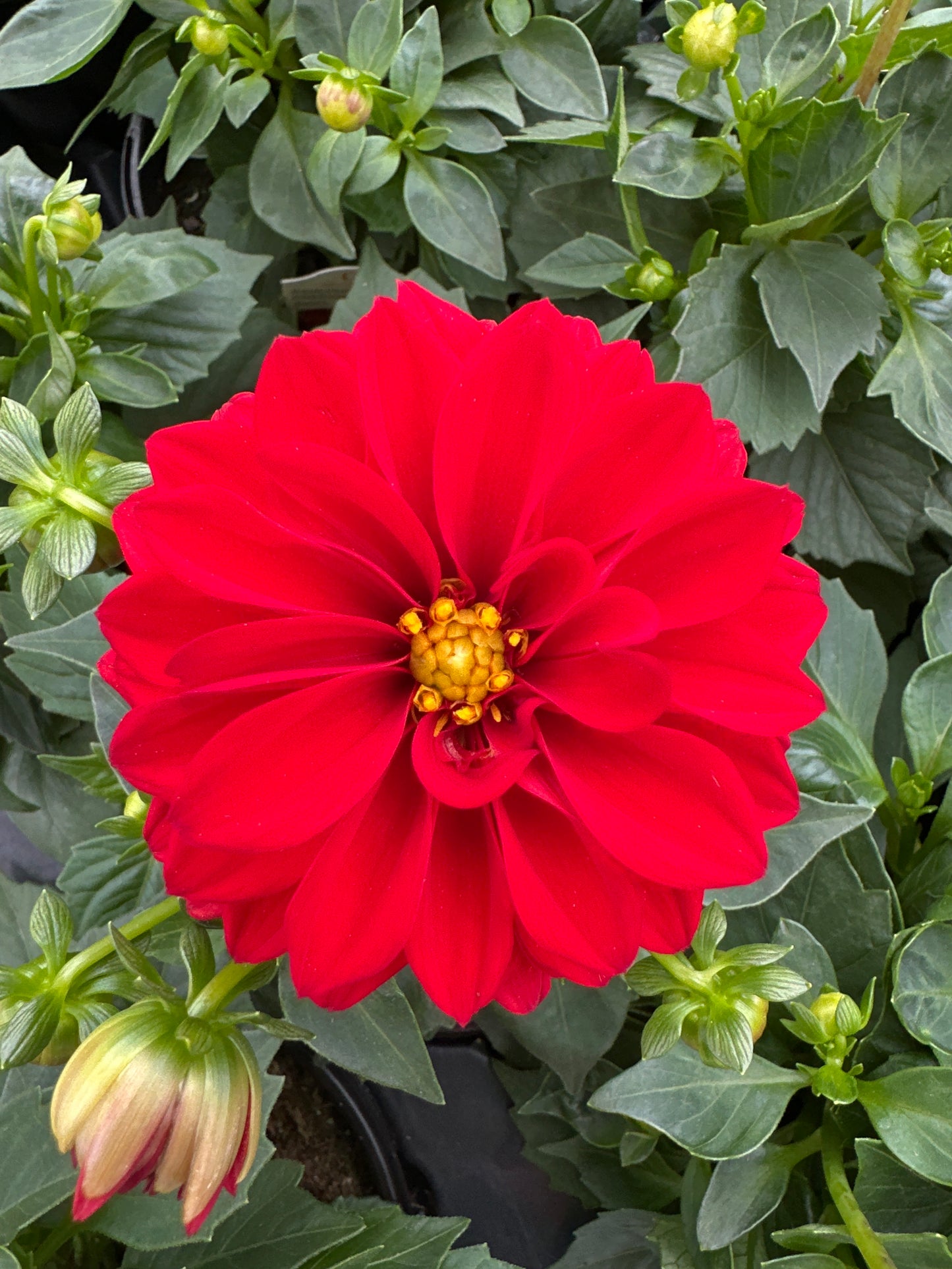 DAHLIA DAHLINOVA OREGON - QUART POT