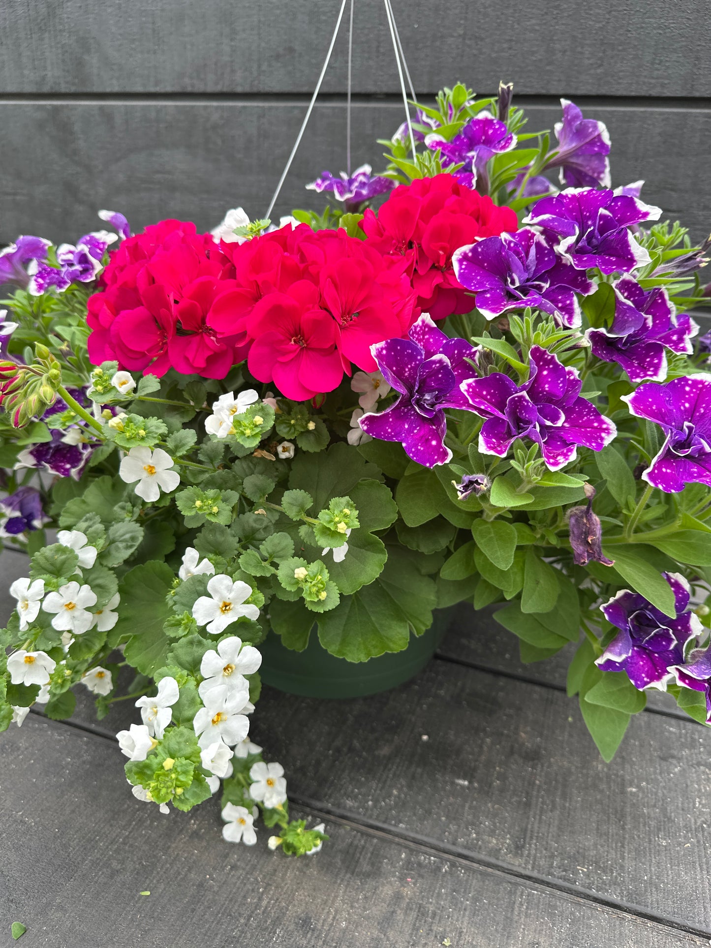 BASKET #68 - 12'' HANGING BASKET