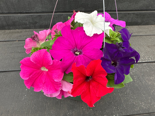 PETUNIA PRETTY GRAND MIX - 8'' HANGING BASKET