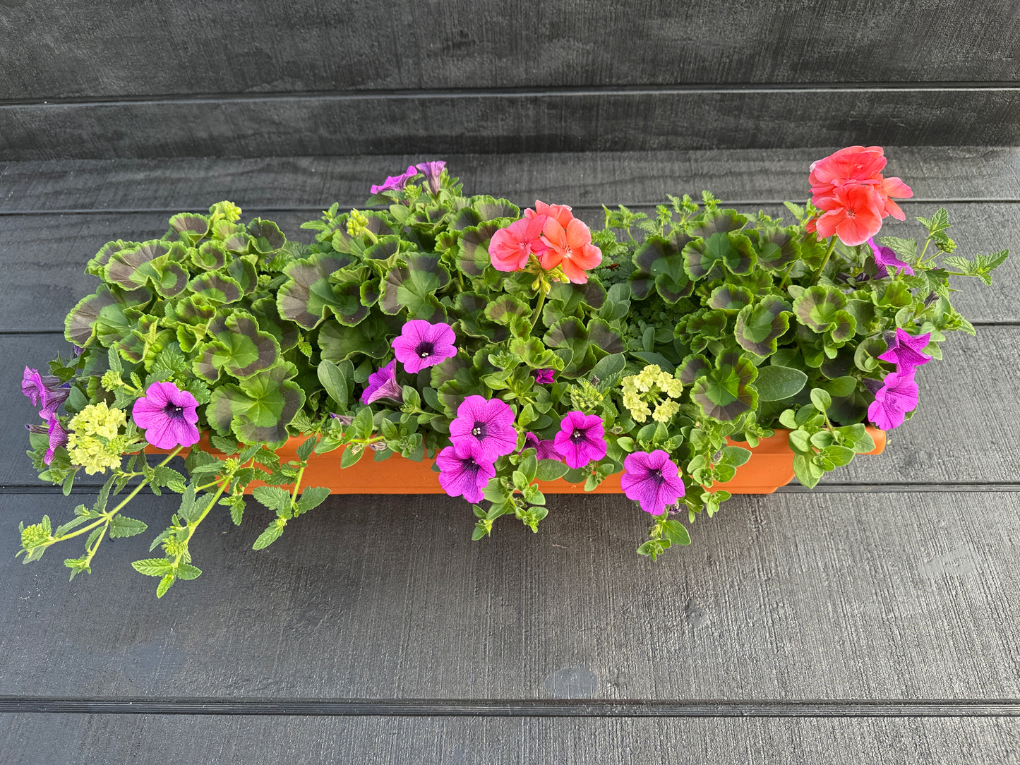 COMBO #1 - 24" WINDOW BOX