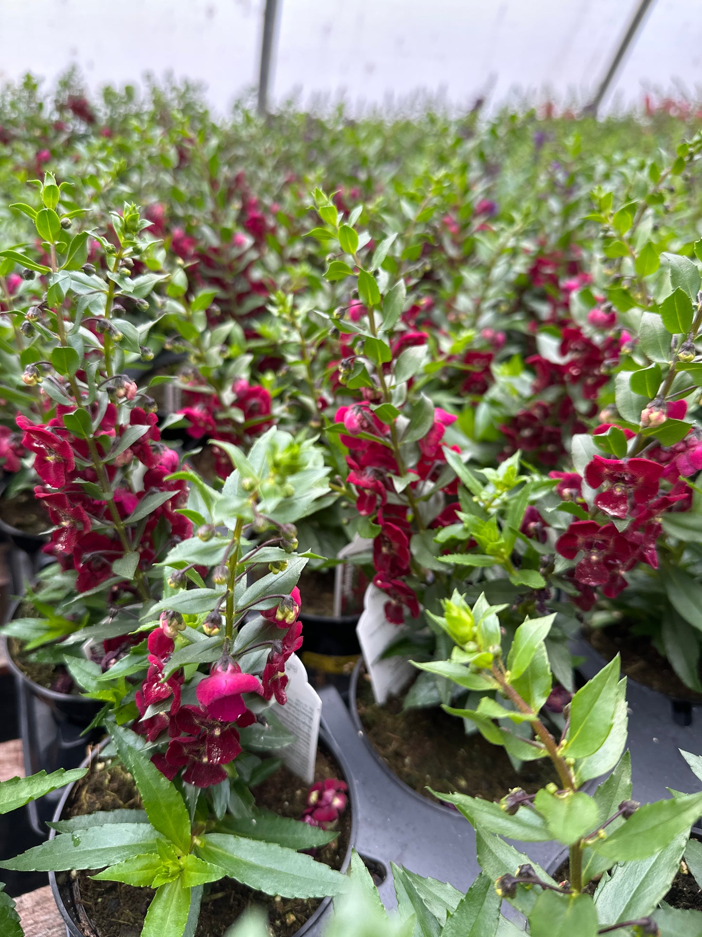 ANGELONIA ARCHANGEL RUBY SANGRIA - 4" POT
