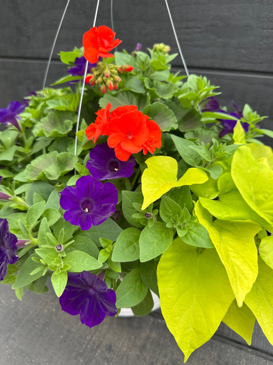 BASKET #54 - 12'' HANGING BASKET