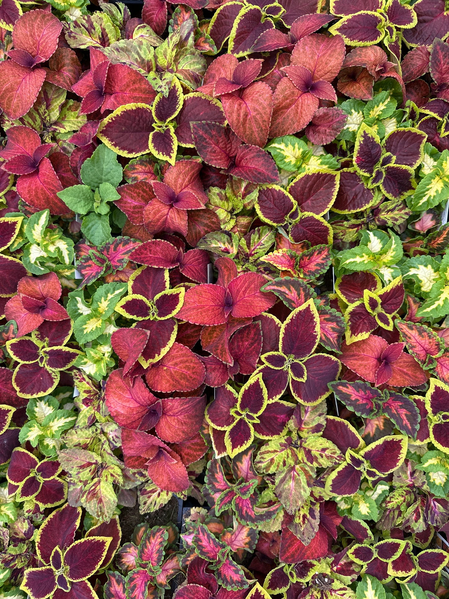 COLEUS WIZARD SELECT MIX - FLAT OF 48 PLANTS