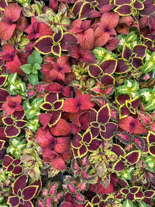 COLEUS WIZARD SELECT MIX - FLAT OF 48 PLANTS