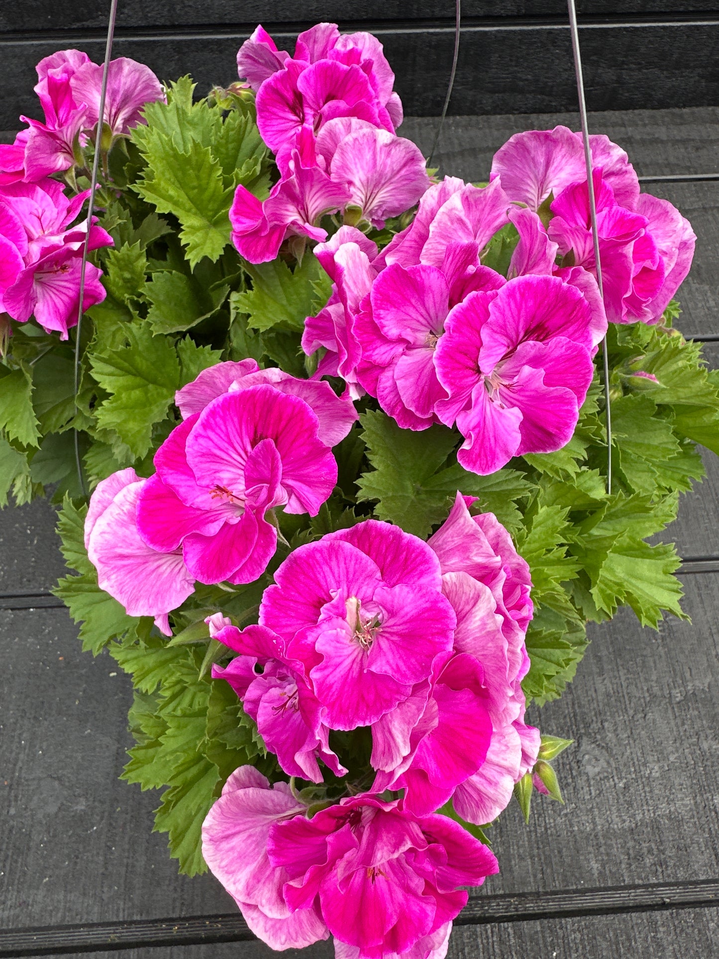 GERANIUM MARTHA WASHINGTON ELEGANCE LILAC SACHET - 10" HANGING BASKET