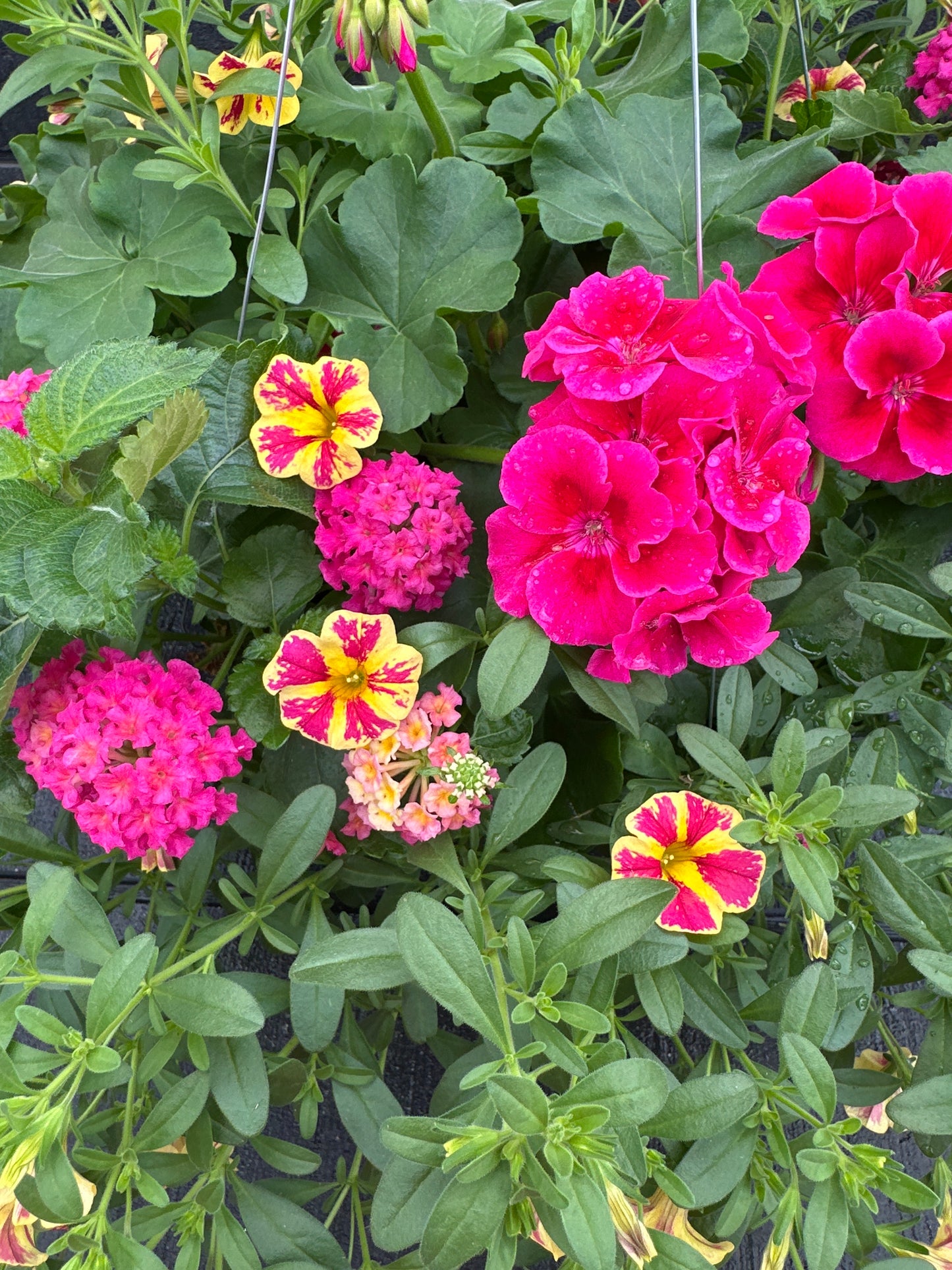 BASKET #101 - 12" HANGING BASKET