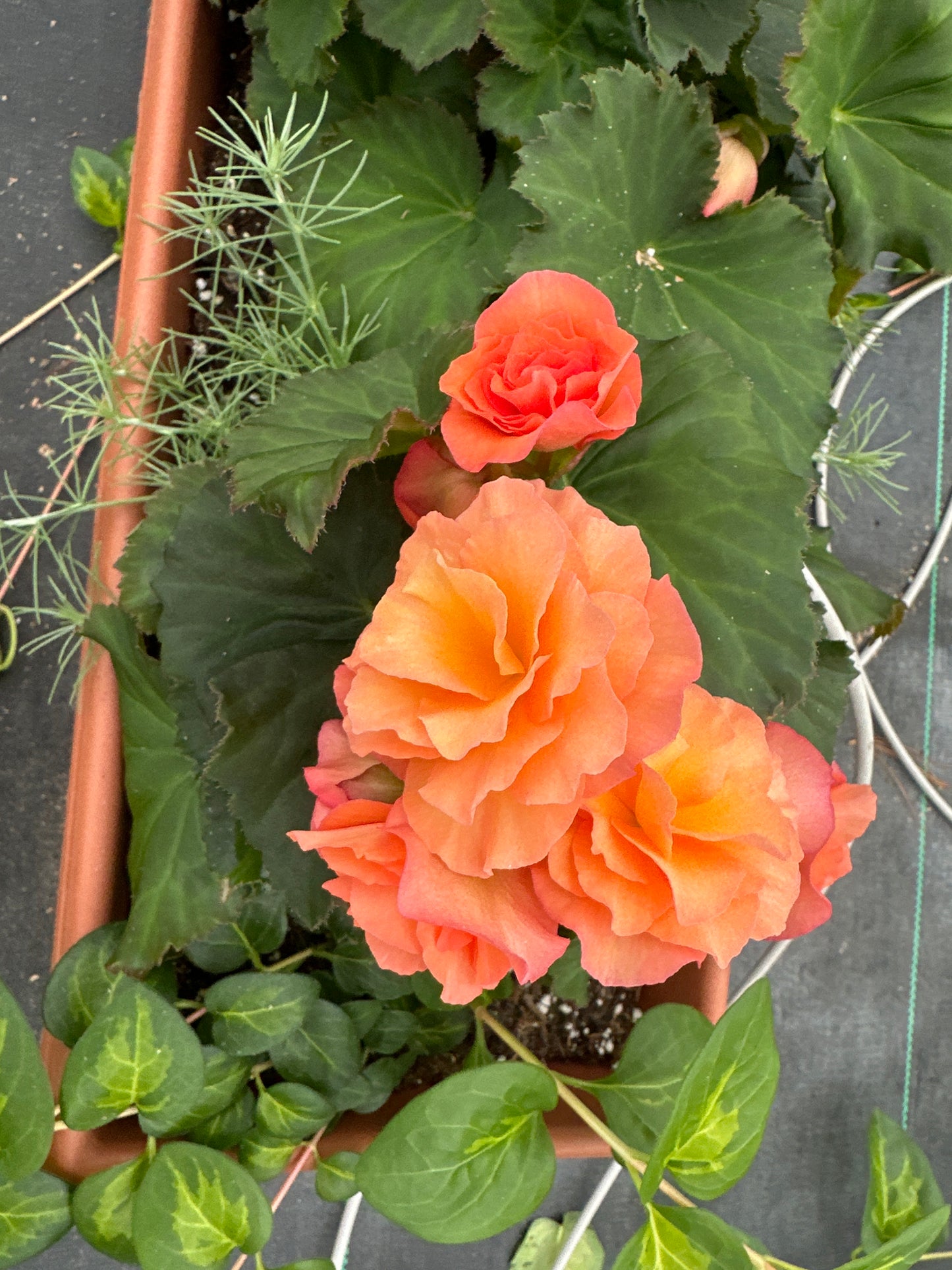 COMBO #17 - 24'' WINDOW BOX