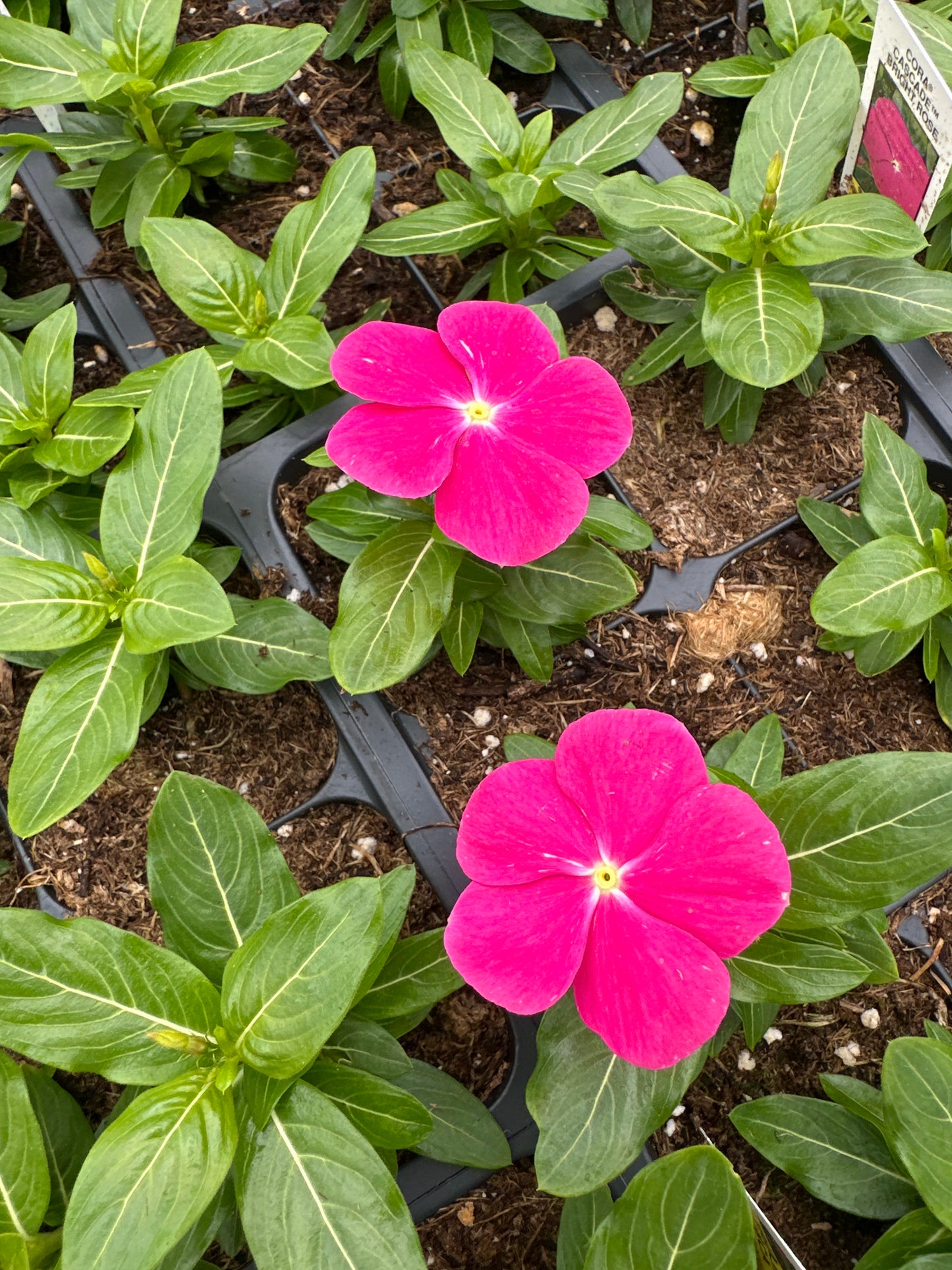 PERIWINKLE VINCA CORA CASCADE BRIGHT ROSE - FLAT OF 32 PLANTS