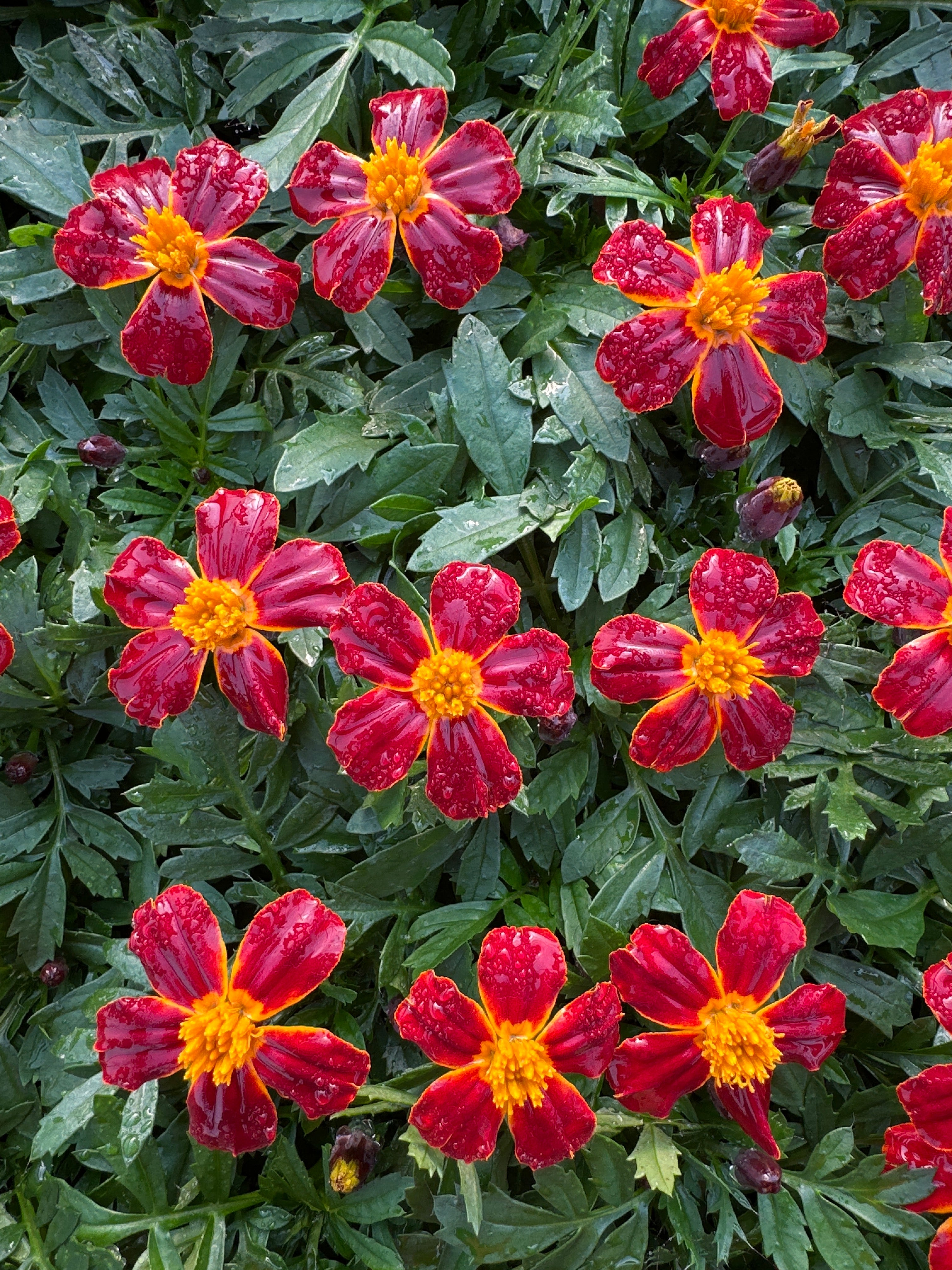 MARIGOLD DISCO RED - FLAT OF 48 PLANTS – Deneweth's Garden Center