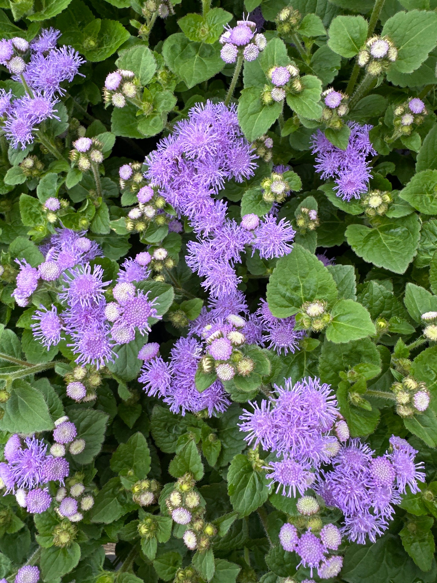 AGERATUM PARC MAJORELLE - 4" POT