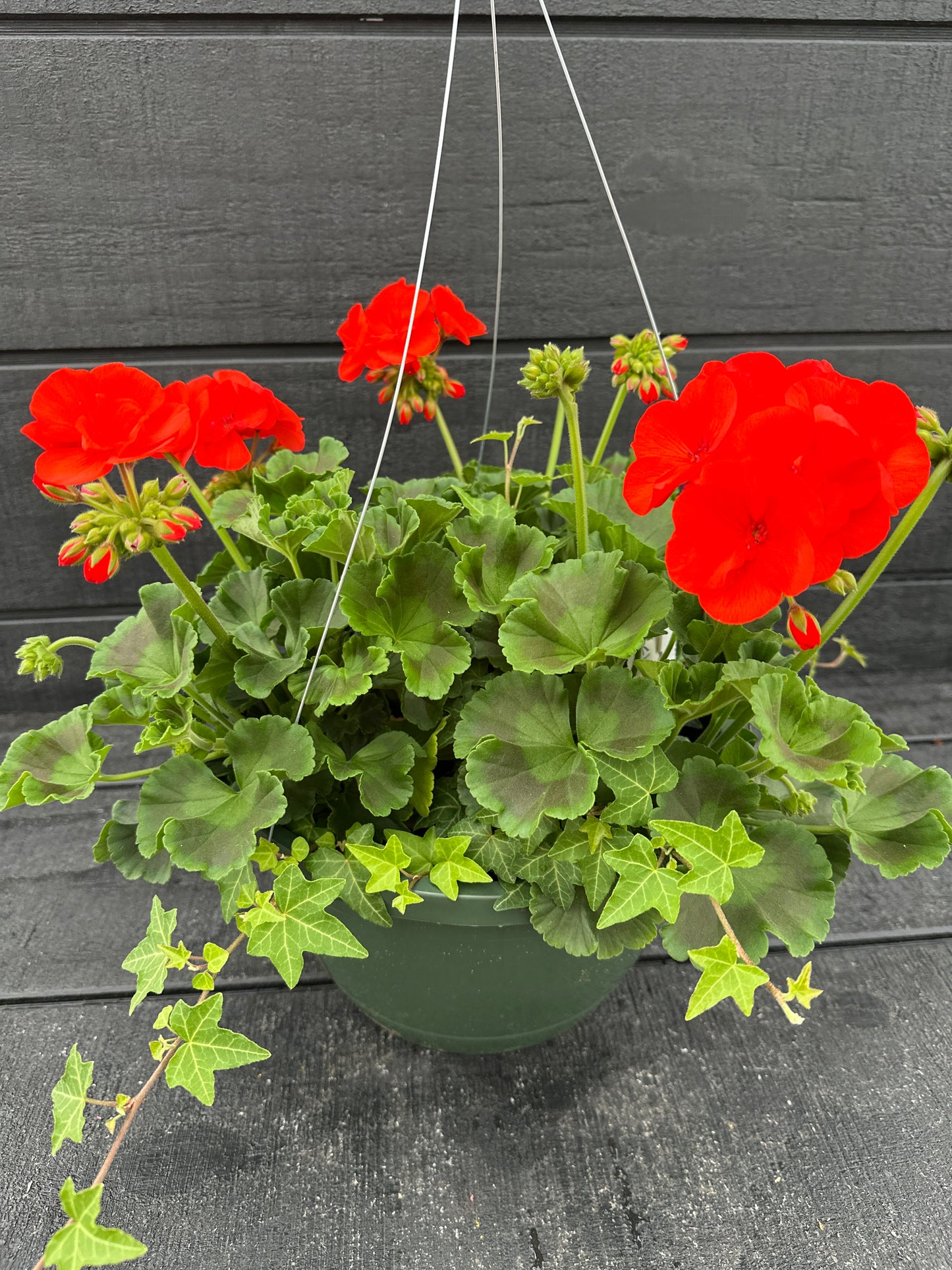 BASKET #47 - 10" HANGING BASKET