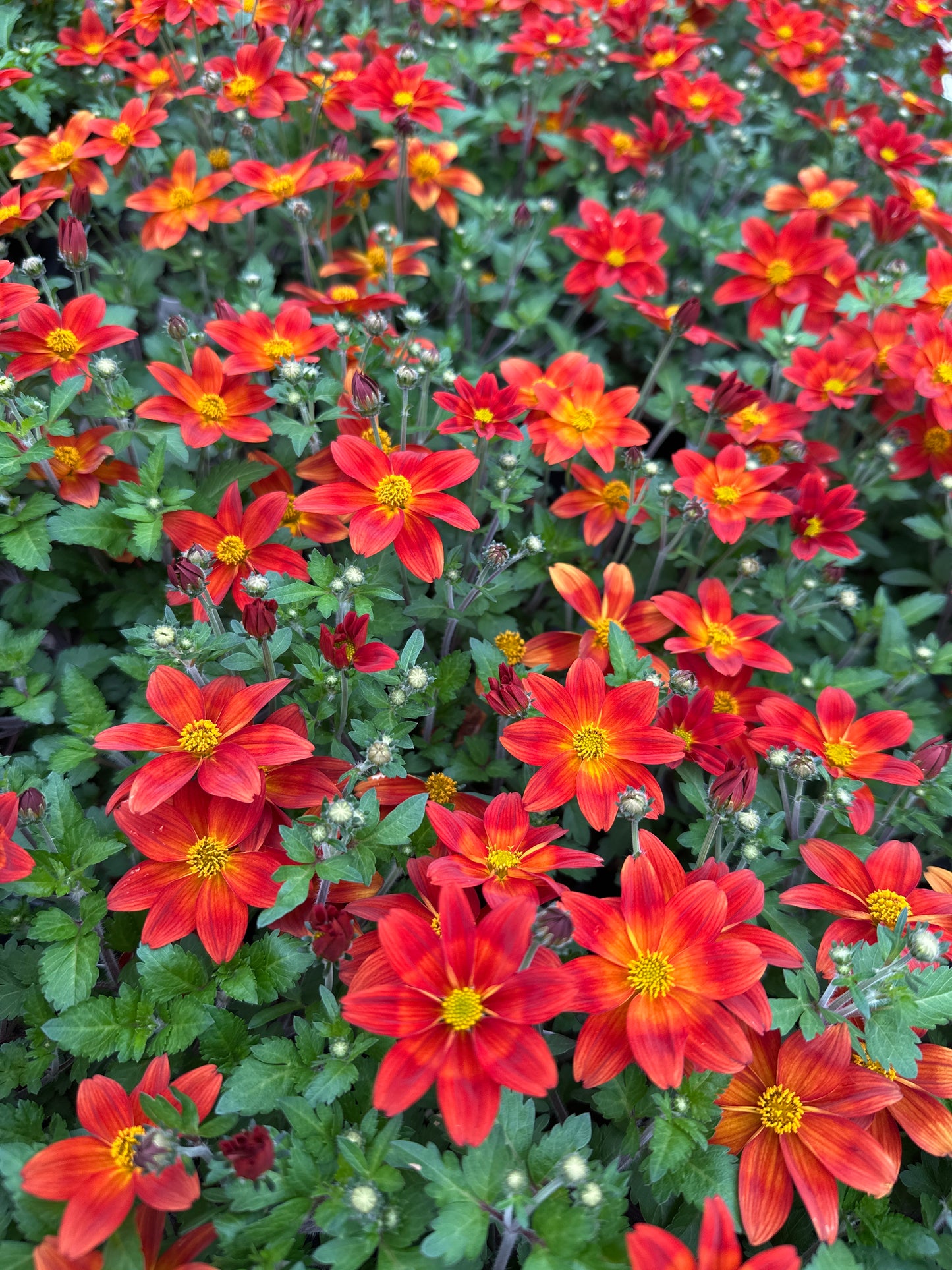 BIDENS BIDY BOOM RED - 4" POT