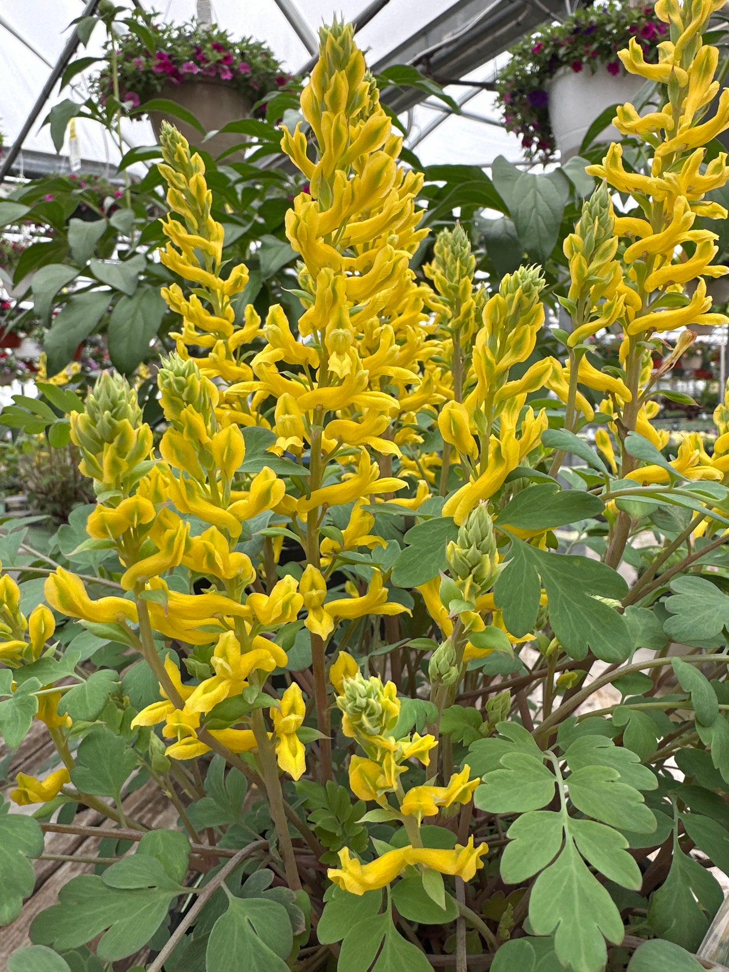 CORYDALIS 'CANARY FEATHERS'