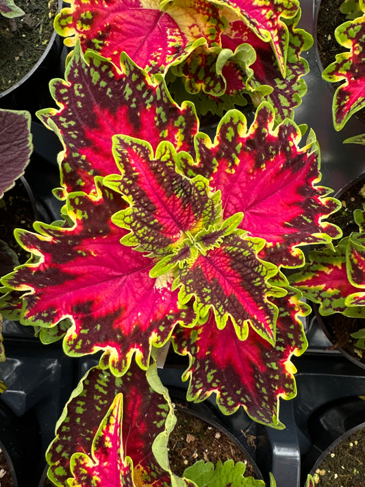 COLEUS TERRASCAPE ROYAL DELIGHT - 4'' POT
