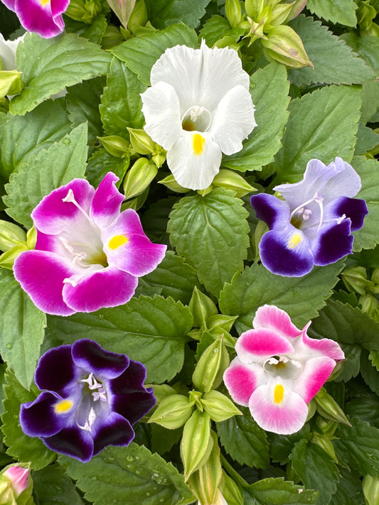 TORENIA HI-LITE MIX - FLAT OF 48 PLANTS