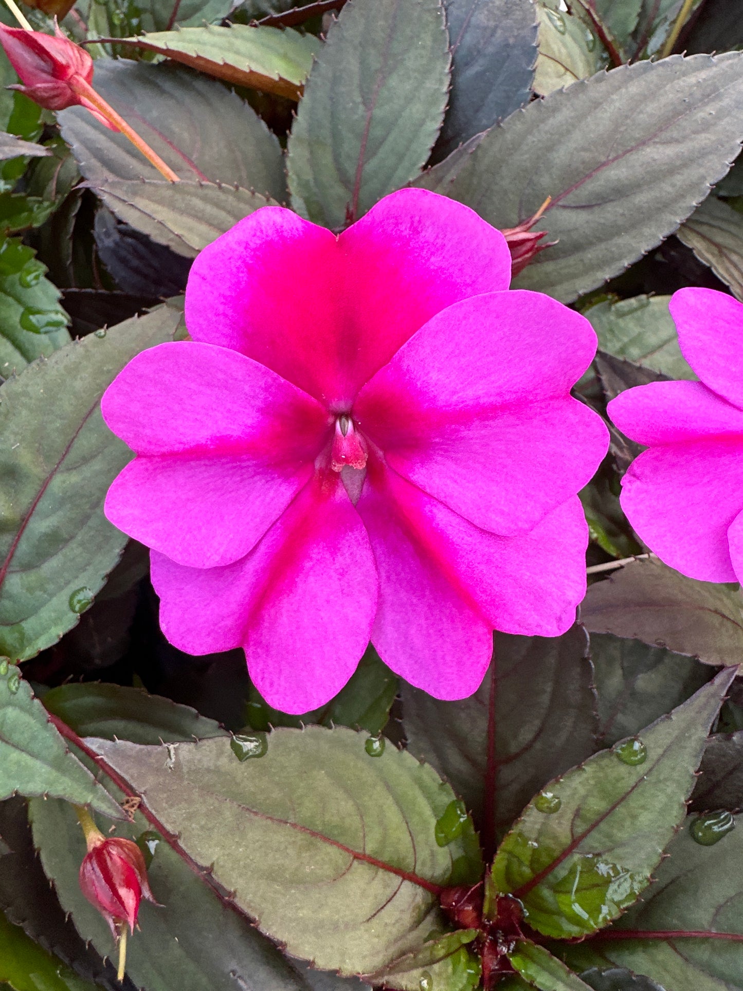 SUNPATIENS COMPACT PURPLE CANDY - JUMBO 6 PACK