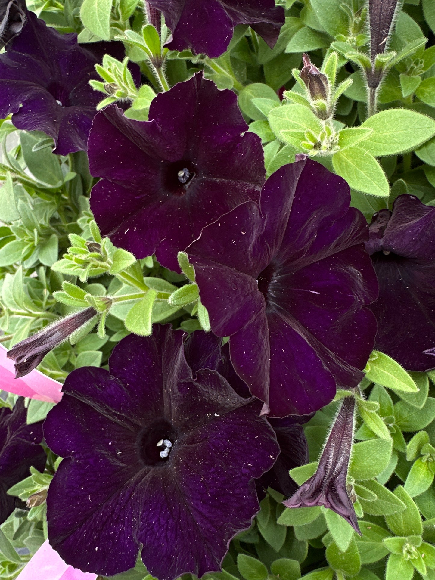 PETUNIA EASY WAVE NAVY VELOUR - JUMBO 6 PACK