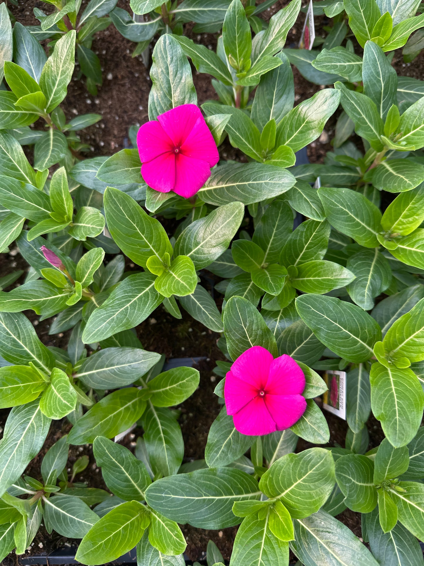 PERIWINKLE VINCA CORA XDR HOTGENTA - FLAT OF 32 PLANTS