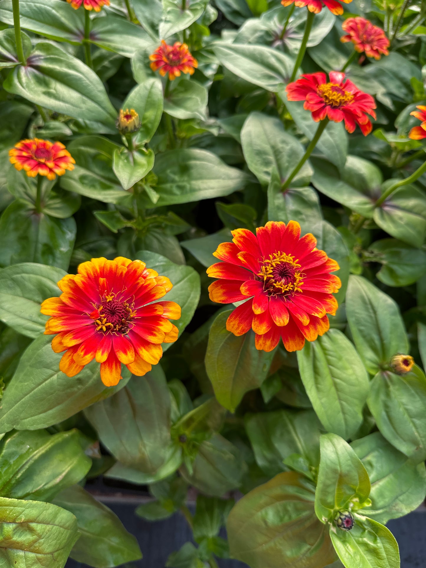 ZINNIA ZOWIE YELLOW FLAME - JUMBO 6 PACK