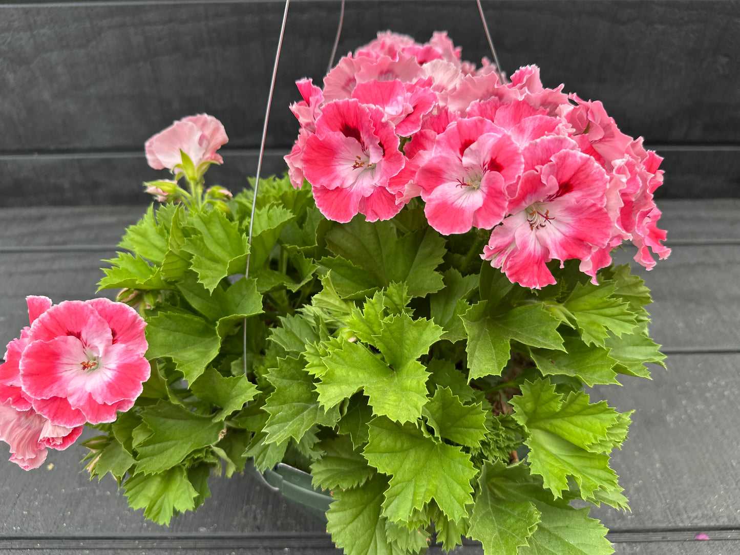 GERANIUM MARTHA WASHINGTON ELEGANCE SUNRISE - 10" HANGING BASKET