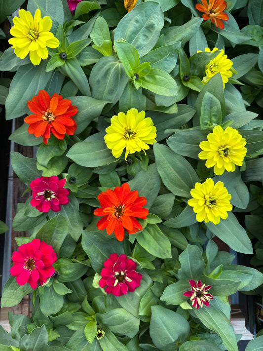 ZINNIA ZAHARA BRILLIANT MIX - JUMBO 6 PACK