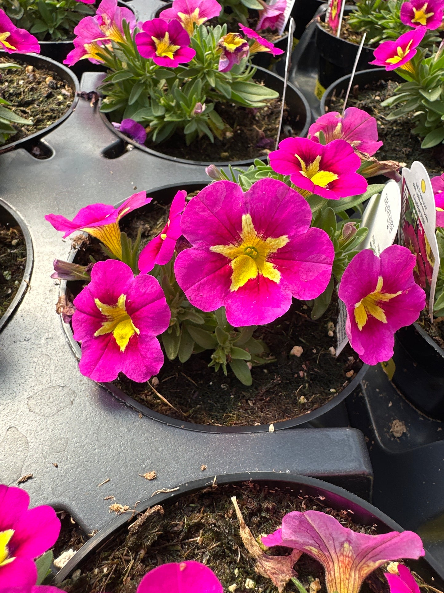 CALIBRACHOA BUMBLE BEE HOT PINK - 4'' POT