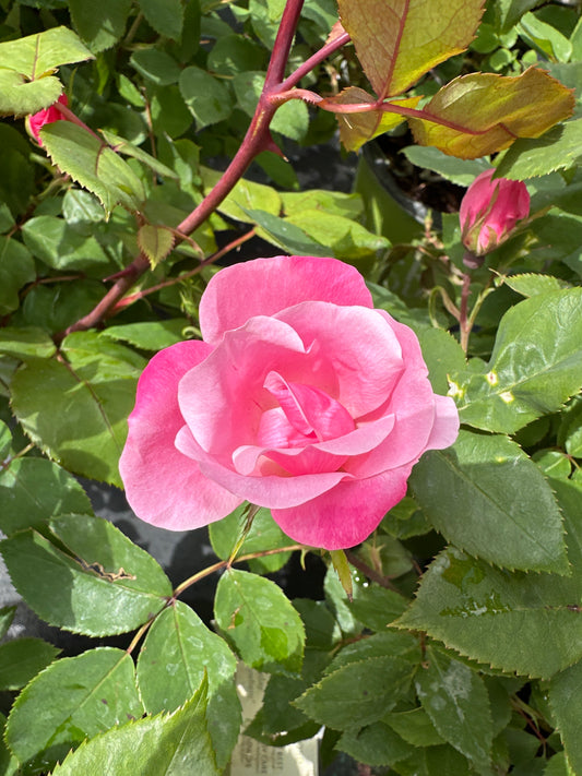 ROSE KO Pink Knock Out